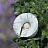 Skarlat RSL74W003-2 7W WH 4000K-4